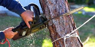 Best Tree Cabling and Bracing  in Spring Park, MN