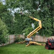 Reliable Spring Park, MN Tree Care Services Solutions