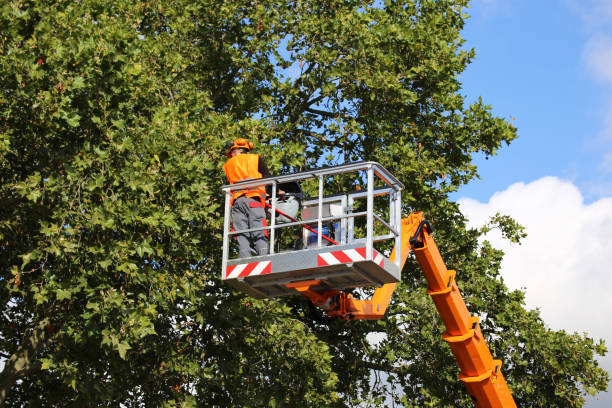 How Our Tree Care Process Works  in  Spring Park, MN