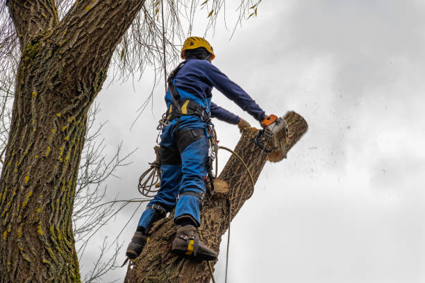 Best Palm Tree Trimming  in Spring Park, MN